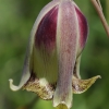 Pointed-petal fritillary - Fritillaria acmopetala | Fotografijos autorius : Gintautas Steiblys | © Macronature.eu | Macro photography web site