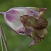 Pointed-petal fritillary - Fritillaria acmopetala | Fotografijos autorius : Gintautas Steiblys | © Macronature.eu | Macro photography web site