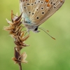 Polyommatus thersites | Fotografijos autorius : Armen Seropian | © Macrogamta.lt | Šis tinklapis priklauso bendruomenei kuri domisi makro fotografija ir fotografuoja gyvąjį makro pasaulį.