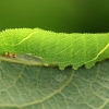 Poplar Hawk-moth, caterpillar - Laothoe populi | Fotografijos autorius : Ramunė Vakarė | © Macronature.eu | Macro photography web site