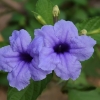 Gumbinė ruelija - Ruellia tuberosa | Fotografijos autorius : Nomeda Vėlavičienė | © Macronature.eu | Macro photography web site