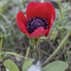 Poppy Anemone - Anemone coronaria | Fotografijos autorius : Žilvinas Pūtys | © Macronature.eu | Macro photography web site