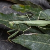 Praying mantis - Sphodromantis trimacula | Fotografijos autorius : Žilvinas Pūtys | © Macronature.eu | Macro photography web site