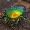 Puošnusis auksavabalis - Protaetia aeruginosa ♂ | Fotografijos autorius : Žilvinas Pūtys | © Macrogamta.lt | Šis tinklapis priklauso bendruomenei kuri domisi makro fotografija ir fotografuoja gyvąjį makro pasaulį.