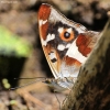 Purple Emperor - Apatura iris | Fotografijos autorius : Ramunė Vakarė | © Macronature.eu | Macro photography web site