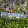 Puss Moth - Cerura vinula, caterpillar | Fotografijos autorius : Žilvinas Pūtys | © Macronature.eu | Macro photography web site