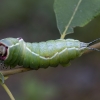 Puss Moth - Cerura vinula, caterpillar | Fotografijos autorius : Žilvinas Pūtys | © Macronature.eu | Macro photography web site