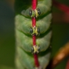 Puss Moth - Cerura vinula, caterpillar | Fotografijos autorius : Zita Gasiūnaitė | © Macronature.eu | Macro photography web site