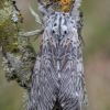 Puss Moth - Cerura vinula | Fotografijos autorius : Žilvinas Pūtys | © Macronature.eu | Macro photography web site