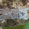 Puss Moth - Cerura vinula | Fotografijos autorius : Žilvinas Pūtys | © Macronature.eu | Macro photography web site