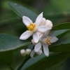 Rūgščiavaisis citrinmedis - Citrus × aurantiifolia, žiedai  | Fotografijos autorius : Nomeda Vėlavičienė | © Macrogamta.lt | Šis tinklapis priklauso bendruomenei kuri domisi makro fotografija ir fotografuoja gyvąjį makro pasaulį.