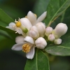 Rūgščiavaisis citrinmedis - Citrus × aurantiifolia, žiedai  | Fotografijos autorius : Nomeda Vėlavičienė | © Macrogamta.lt | Šis tinklapis priklauso bendruomenei kuri domisi makro fotografija ir fotografuoja gyvąjį makro pasaulį.