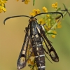 Rūgštyninis stiklasparnis - Pyropteron triannuliformis | Fotografijos autorius : Gintautas Steiblys | © Macrogamta.lt | Šis tinklapis priklauso bendruomenei kuri domisi makro fotografija ir fotografuoja gyvąjį makro pasaulį.