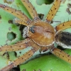 Raft spider - Dolomedes fimbriatus ♂ | Fotografijos autorius : Gintautas Steiblys | © Macronature.eu | Macro photography web site