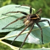 Juostuotasis plūdvoris - Dolomedes fimbriatus | Fotografijos autorius : Agnė Kulpytė | © Macronature.eu | Macro photography web site