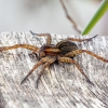 Juostuotasis plūdvoris - Dolomedes fimbriatus | Fotografijos autorius : Žilvinas Pūtys | © Macronature.eu | Macro photography web site