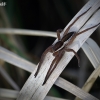 Raft spider - Dolomedes fimbriatus | Fotografijos autorius : Vilius Grigaliūnas | © Macronature.eu | Macro photography web site