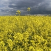 Rapsų laukai | Fotografijos autorius : Gintautas Steiblys | © Macrogamta.lt | Šis tinklapis priklauso bendruomenei kuri domisi makro fotografija ir fotografuoja gyvąjį makro pasaulį.