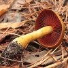 Raudonlakštis nuosėdis - Cortinarius semisanguineus | Fotografijos autorius : Vytautas Gluoksnis | © Macrogamta.lt | Šis tinklapis priklauso bendruomenei kuri domisi makro fotografija ir fotografuoja gyvąjį makro pasaulį.