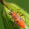 Raudonmargė kampuotblakė - Corizus hyoscyami | Fotografijos autorius : Vaida Paznekaitė | © Macrogamta.lt | Šis tinklapis priklauso bendruomenei kuri domisi makro fotografija ir fotografuoja gyvąjį makro pasaulį.