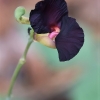 Raudonoji plunksnapupė - Macroptilium atropurpureum | Fotografijos autorius : Nomeda Vėlavičienė | © Macrogamta.lt | Šis tinklapis priklauso bendruomenei kuri domisi makro fotografija ir fotografuoja gyvąjį makro pasaulį.