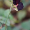 Raudonoji plunksnapupė - Macroptilium atropurpureum | Fotografijos autorius : Nomeda Vėlavičienė | © Macrogamta.lt | Šis tinklapis priklauso bendruomenei kuri domisi makro fotografija ir fotografuoja gyvąjį makro pasaulį.