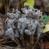 Raukšlėtasis trimičiukas - Craterellus undulatus | Fotografijos autorius : Žilvinas Pūtys | © Macrogamta.lt | Šis tinklapis priklauso bendruomenei kuri domisi makro fotografija ir fotografuoja gyvąjį makro pasaulį.