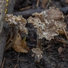 Raukšlėtasis trimičiukas - Craterellus undulatus | Fotografijos autorius : Žilvinas Pūtys | © Macrogamta.lt | Šis tinklapis priklauso bendruomenei kuri domisi makro fotografija ir fotografuoja gyvąjį makro pasaulį.