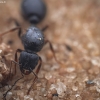 Red Pavement Ant - Tetramorium caespitum | Fotografijos autorius : Mindaugas Leliunga | © Macronature.eu | Macro photography web site