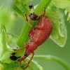 Red Rumex Weevil - Apion frumentarium | Fotografijos autorius : Vidas Brazauskas | © Macronature.eu | Macro photography web site