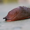 Red Slug - Arion rufus | Fotografijos autorius : Agnė Našlėnienė | © Macronature.eu | Macro photography web site
