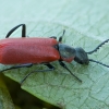 Red malachite beetle - Anthocomus rufus ♂ | Fotografijos autorius : Žilvinas Pūtys | © Macronature.eu | Macro photography web site