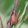 Red malachite beetle - Anthocomus rufus | Fotografijos autorius : Vidas Brazauskas | © Macronature.eu | Macro photography web site