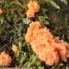 Red raspberry slime mould - Tubifera ferruginosa  | Fotografijos autorius : Vytautas Gluoksnis | © Macronature.eu | Macro photography web site