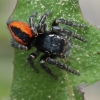 Red-bellied jumping spider - Philaeus chrysops ♂ | Fotografijos autorius : Gintautas Steiblys | © Macronature.eu | Macro photography web site