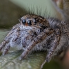 Red-bellied jumping spider - Philaeus chrysops, subadult ♂ | Fotografijos autorius : Žilvinas Pūtys | © Macronature.eu | Macro photography web site