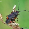 Red-spotted plant bug - Deraeocoris ruber | Fotografijos autorius : Armandas Ka | © Macronature.eu | Macro photography web site