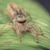 Reed Jumper - Marpissa radiata | Fotografijos autorius : Mindaugas Leliunga | © Macrogamta.lt | Šis tinklapis priklauso bendruomenei kuri domisi makro fotografija ir fotografuoja gyvąjį makro pasaulį.