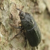 Rhinoceros Stag Beetle - Sinodendron cylindricum ♀ | Fotografijos autorius : Vidas Brazauskas | © Macronature.eu | Macro photography web site