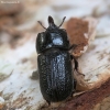 Rhinoceros Stag Beetle - Sinodendron cylindricum ♂ | Fotografijos autorius : Vidas Brazauskas | © Macronature.eu | Macro photography web site