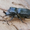 Rhinoceros Stag Beetle - Sinodendron cylindricum ♂ | Fotografijos autorius : Gintautas Steiblys | © Macronature.eu | Macro photography web site