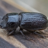 Rhinoceros stag beetle - Sinodendron cylindricum ♂ | Fotografijos autorius : Žilvinas Pūtys | © Macronature.eu | Macro photography web site