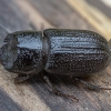 Rhinoceros stag beetle - Sinodendron cylindricum ♂ | Fotografijos autorius : Žilvinas Pūtys | © Macronature.eu | Macro photography web site