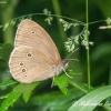 Ringlet (Aphantopus hyperantus) | Fotografijos autorius : Aleksandras Naryškin | © Macronature.eu | Macro photography web site