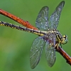 Geltonkojis laumžirgis - Gomphus flavipes | Fotografijos autorius : Povilas Sakalauskas | © Macronature.eu | Macro photography web site