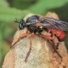 Robber Fly - Saropogon sp. ♀ | Fotografijos autorius : Gintautas Steiblys | © Macronature.eu | Macro photography web site