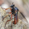 Robber Fly - Saropogon sp. ♀ | Fotografijos autorius : Gintautas Steiblys | © Macrogamta.lt | Šis tinklapis priklauso bendruomenei kuri domisi makro fotografija ir fotografuoja gyvąjį makro pasaulį.