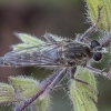 Robber fly - Antiphrisson trifarius ♂ | Fotografijos autorius : Žilvinas Pūtys | © Macronature.eu | Macro photography web site