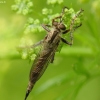 Plėšriamusė - Asilidae sp. | Fotografijos autorius : Vidas Brazauskas | © Macronature.eu | Macro photography web site