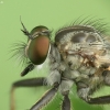Robber fly - Asilidae sp. | Fotografijos autorius : Vidas Brazauskas | © Macronature.eu | Macro photography web site